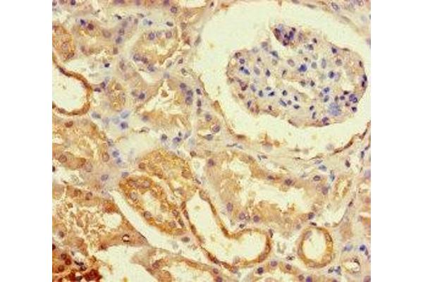 ECEL1 antibody  (AA 425-775)