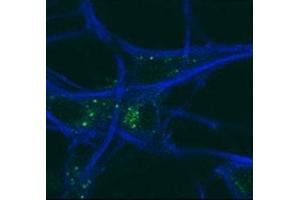 GABARAP antibody testing of mouse MEFs and mouse motor neurons. (GABARAP antibody  (AA 1-30))