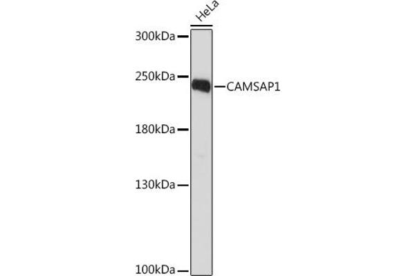 CAMSAP1 antibody  (AA 350-650)