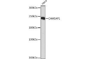 Western blot analysis of extracts of HeLa cells, using C Rabbit pAb (ABIN7266029) at 1:1000 dilution. (CAMSAP1 antibody  (AA 350-650))