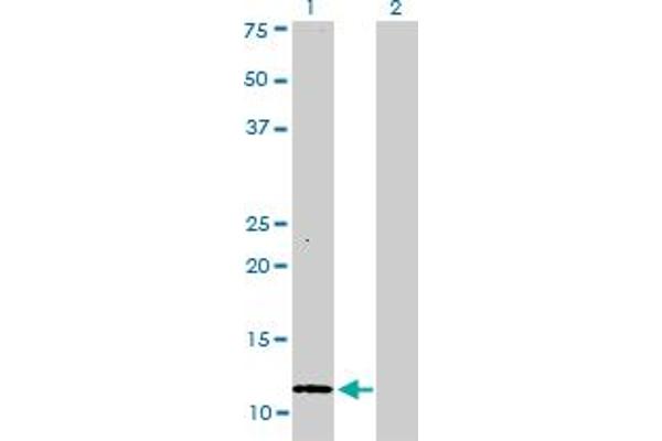 S100A1 antibody  (AA 1-75)