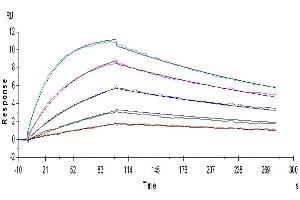 Human IL-18 R1, His Tag captured on CM5 Chip via anti-His antibody can bind Human IL-18, No Tag with an affinity constant of 1. (IL18R1 Protein (AA 19-329) (His-Avi Tag))
