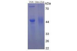 Image no. 1 for Corticotropin Releasing Hormone (CRH) peptide (Ovalbumin) (ABIN5666140) (Corticotropin Releasing Hormone (CRH) peptide (Ovalbumin))
