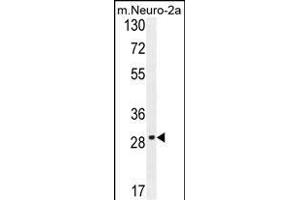 OR9Q1 Antibody (C-term) (ABIN654850 and ABIN2844515) western blot analysis in mouse Neuro-2a cell line lysates (35 μg/lane). (OR9Q1 antibody  (C-Term))