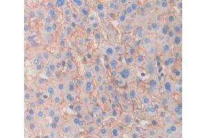 #VALUE! (ITGA9 antibody  (AA 741-965))