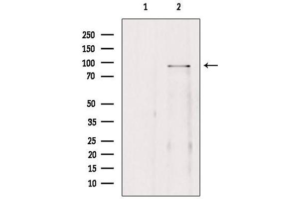 BRD3 antibody  (C-Term)