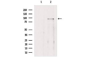 Western blot analysis of extracts from 293, using BRD3 Antibody.