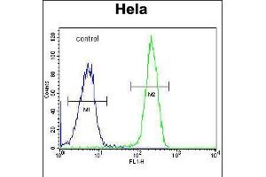 Flow cytometric analysis of Hela cells (right histogram) compared to a negative control cell (left histogram). (Foxk1 antibody  (C-Term))