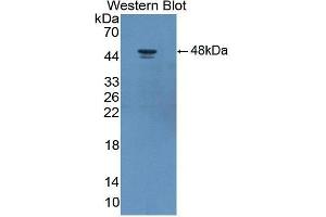 Western Blotting (WB) image for anti-Adiponectin Receptor 2 (ADIPOR2) (AA 2-155) antibody (ABIN3209224) (Adiponectin Receptor 2 antibody  (AA 2-155))