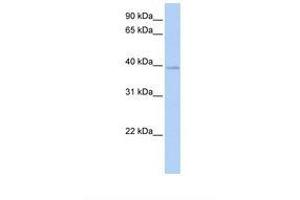 Image no. 1 for anti-Homeobox C10 (HOXC10) (AA 36-85) antibody (ABIN6737685) (HOXC10 antibody  (AA 36-85))