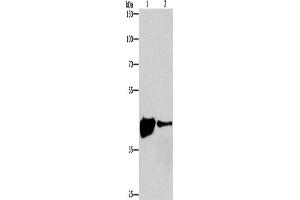Western Blotting (WB) image for anti-Mitogen-Activated Protein Kinase 11 (MAPK11) antibody (ABIN2426617) (MAPK11 antibody)