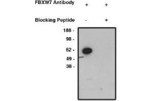 Image no. 1 for anti-F-Box and WD Repeat Domain Containing 7 (FBXW7) antibody (ABIN4620357) (FBXW7 antibody)