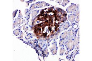 Anti-WISP1 antibody, IHC(P) IHC(P): Rat Pancreas Tissue (WISP1 antibody  (C-Term))