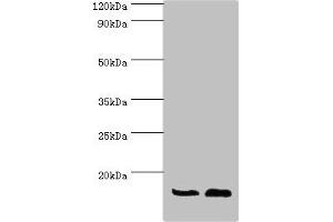 Western blot All lanes: ATP5J antibody at 7 μg/mL Lane 1: Rat brain tissue Lane 2: Mouse heart tissue Secondary Goat polyclonal to rabbit IgG at 1/10000 dilution Predicted band size: 13, 14 kDa Observed band size: 13 kDa (ATP5J antibody  (AA 1-108))