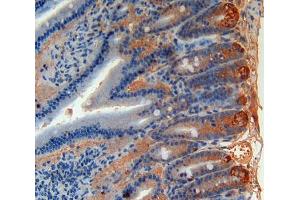 Used in DAB staining on fromalin fixed paraffin- embedded intestine tissue (Angiopoietin 4 antibody  (AA 36-297))