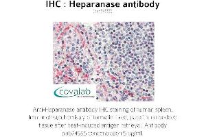 Image no. 1 for anti-Heparanase (HPSE) antibody (ABIN1735389) (HPSE antibody)