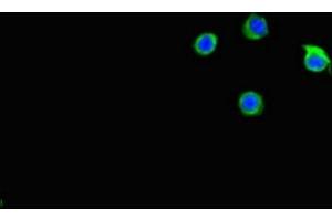 Immunofluorescent analysis of Hela cells using ABIN7146159 at dilution of 1:100 and Alexa Fluor 488-congugated AffiniPure Goat Anti-Rabbit IgG(H+L) (C2CD3 antibody  (AA 2079-2265))