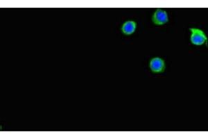 Immunofluorescent analysis of Hela cells using ABIN7146159 at dilution of 1:100 and Alexa Fluor 488-congugated AffiniPure Goat Anti-Rabbit IgG(H+L) (C2CD3 antibody  (AA 2079-2265))