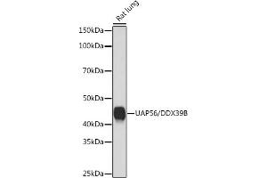 Western blot analysis of extracts of Rat lung, using U/DDX39B Rabbit mAb (ABIN7266696) at 1:1000 dilution. (DDX39B antibody)
