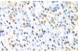 Immunohistochemistry of paraffin-embedded Rat kidney using RUNX1 Polyclonal Antibody at dilution of 1:100 (40x lens). (RUNX1 antibody)