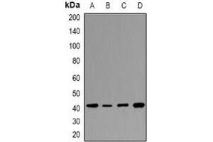 Western blot analysis of HAPLN4 expression in Jurkat (A), THP1 (B), mouse spleen (C), rat spleen (D) whole cell lysates. (HAPLN4 antibody)