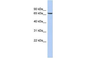 WB Suggested Anti-LRRTM4 Antibody Titration:  0. (LRRTM4 antibody  (Middle Region))
