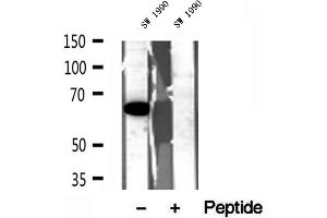 Western blot analysis of extracts of SW 1990 cells, using QSOX1 antibody. (QSOX1 antibody  (Internal Region))