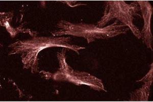 Human Endothelial (UBE2I antibody  (AA 26-156))