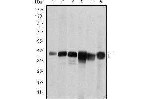 Western blot analysis using SMN1 mouse mAb against RAJI (1), Cos7 (2), Jurkat (3), K562 (4), Hela (5) and HepG2 (6) cell lysate. (SMN1 antibody)