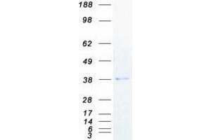 PGLYRP3 Protein (Myc-DYKDDDDK Tag)