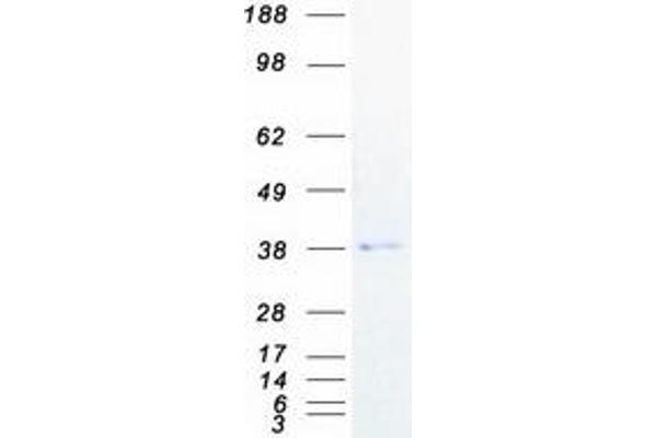 PGLYRP3 Protein (Myc-DYKDDDDK Tag)