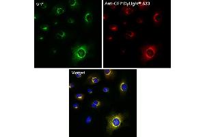Immunofluorescence (IF) image for anti-Green Fluorescent Protein (GFP) antibody (DyLight 633) (ABIN7273062) (GFP antibody  (DyLight 633))