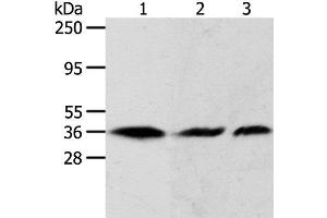 Western Blot analysis of Hela, 293T and A431 cell using APEX1 Polyclonal Antibody at dilution of 1:450 (APEX1 antibody)