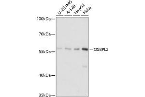 Western blot analysis of extracts of various cell lines, using OSBPL2 antibody (ABIN7269137) at 1:1000 dilution. (OSBPL2 antibody  (AA 291-480))