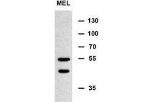 Western blot analysis of MINPP1 Antibody (N-term) in murine erythroleukemia cell line lysates (35ug/lane). (MINPP1 antibody  (N-Term))