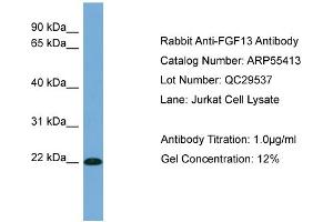 WB Suggested Anti-FGF13  Antibody Titration: 0. (FGF13 antibody  (Middle Region))