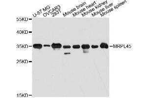 Western blot analysis of extracts of various cell lines, using MRPL45 antibody. (MRPL45 antibody)