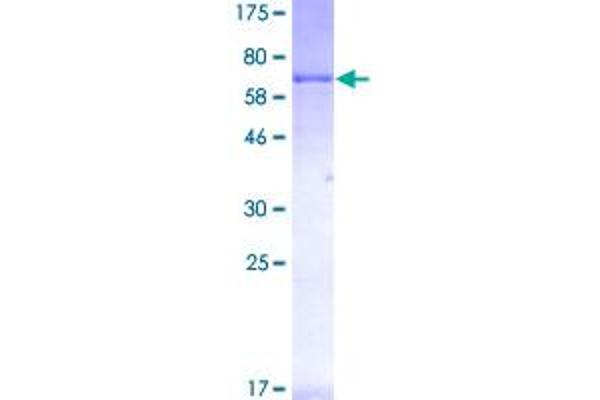 Ret Proto-Oncogene Protein (RET) (AA 25-458) (GST tag)