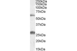Western Blotting (WB) image for anti-Solute Carrier Family 47, Member 1 (SLC47A1) (Internal Region) antibody (ABIN2464218) (SLC47A1 antibody  (Internal Region))