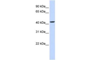Western Blotting (WB) image for anti-Nuclear Receptor Subfamily 2, Group E, Member 1 (NR2E1) antibody (ABIN2460725) (NR2E1 antibody)