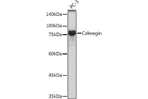 Western blot analysis of extracts of PC-3 cells, using Calmegin Rabbit mAb (ABIN7266026) at 1:1000 dilution.