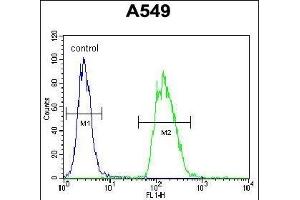 TRIM43 Antibody (Center) (ABIN655464 and ABIN2844991) flow cytometric analysis of A549 cells (right histogram) compared to a negative control cell (left histogram). (TRIM43 antibody  (AA 136-164))