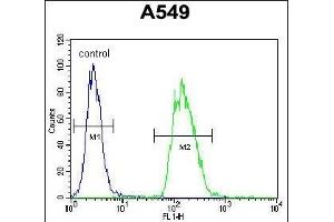 TRIM43 Antibody (Center) (ABIN655464 and ABIN2844991) flow cytometric analysis of A549 cells (right histogram) compared to a negative control cell (left histogram). (TRIM43 antibody  (AA 136-164))
