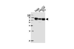 Western blot analysis of lysates from Hela, HepG2, RD cell line (from left to right), using PRKAG3 Antibody at 1:1000 at each lane.