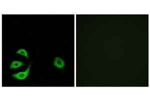 Immunofluorescence (IF) image for anti-Acyl-CoA Thioesterase 8 (ACOT8) (Internal Region) antibody (ABIN1850686)