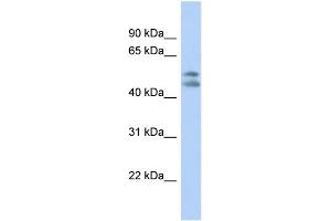 WB Suggested Anti-PAFAH1B1 Antibody Titration: 0. (PAFAH1B1 antibody  (N-Term))
