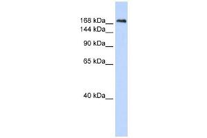 CNTNAP1 antibody used at 1 ug/ml to detect target protein. (CNTNAP1 antibody  (N-Term))