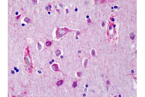 Anti-PRSS12 / Neurotrypsin antibody IHC of human cortex. (Neurotrypsin antibody  (N-Term))