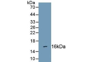 Detection of Recombinant SEMA3C, Human using Polyclonal Antibody to Semaphorin 3C (SEMA3C) (SEMA3C antibody  (AA 28-150))