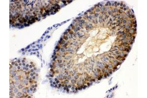 IHC testing of FFPE mouse testis with HSP90 alpha antibody.